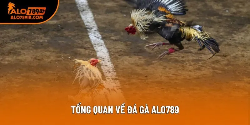 Tổng quan về đá gà Alo789 Tổng quan về đá gà Alo789