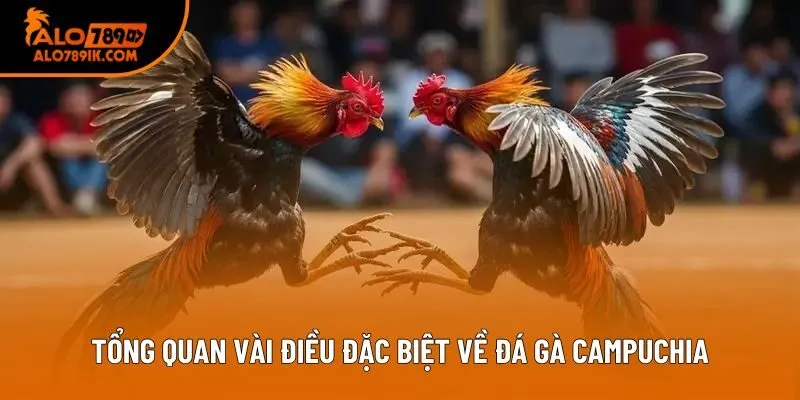 Tổng quan vài điều đặc biệt về đá gà Campuchia