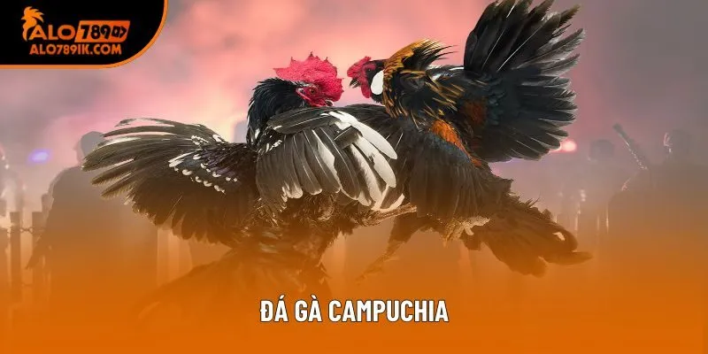 Đá Gà Campuchia Alo789 - Nơi Hội Tụ Cao Thủ Và Trận Đấu Hot