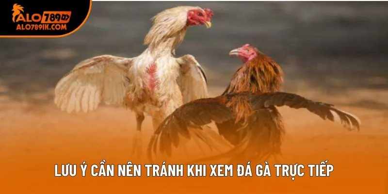 Lưu ý cần nên tránh khi xem đá gà trực tiếp Lưu ý cần nên tránh khi xem đá gà trực tiếp