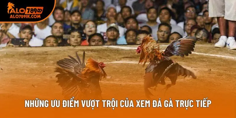 Những ưu điểm vượt trội của xem đá gà trực tiếp Những ưu điểm vượt trội của xem đá gà trực tiếp