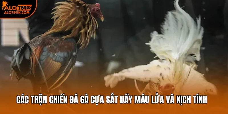 Các trận chiến đá gà cựa sắt đầy máu lửa và kịch tính