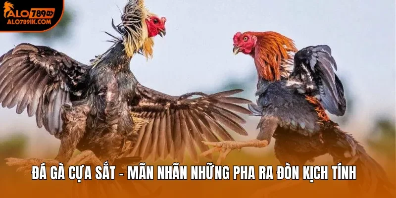 Đá Gà Cựa Sắt