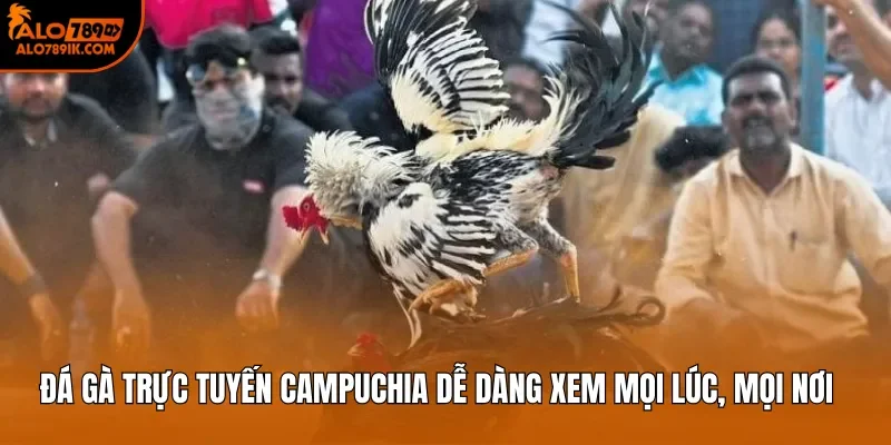 Đá gà trực tuyến Campuchia dễ dàng xem mọi lúc, mọi nơi