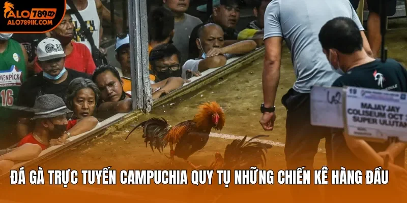 Đá gà trực tuyến Campuchia quy tụ những chiến kê hàng đầu