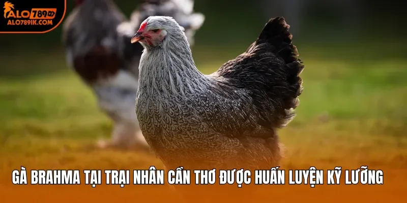 Gà Brahma tại trại Nhân Cần Thơ được huấn luyện kỹ lưỡng