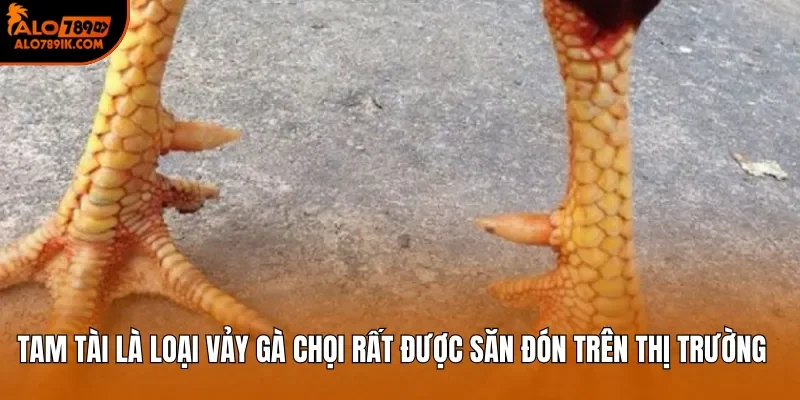 Tam Tài là loại vảy gà chọi rất được săn đón trên thị trường