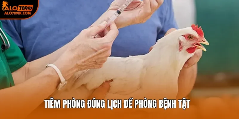 Tiêm phòng đúng lịch đề phòng bệnh tật