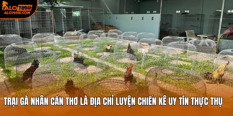 Trại gà Nhân Cần Thơ là địa chỉ luyện chiến kê uy tín thực thụ