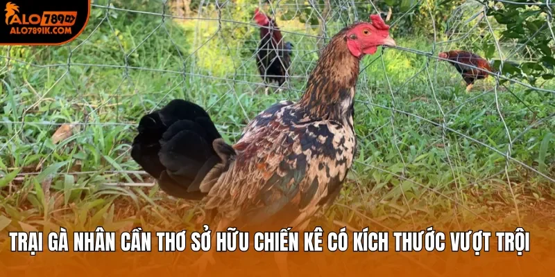 Trại Gà Nhân Cần Thơ sở hữu chiến kê có kích thước vượt trội