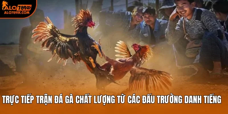 Trực tiếp trận đá gà chất lượng từ các đấu trường danh tiếng